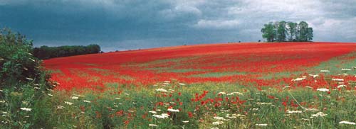 Poppy Field postcards